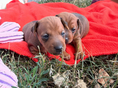 Chiot N°2