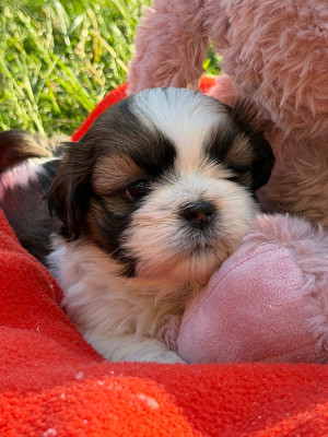 Chiot N°4