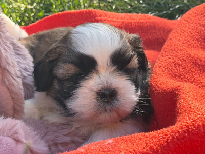 Chiot N°5