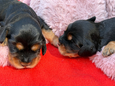 Chiot N°2