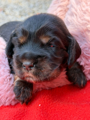 Chiot N°5