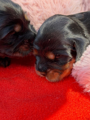 Chiot N°6