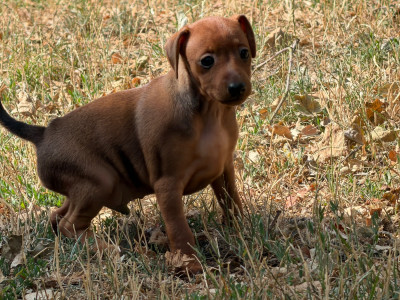 Chiot N°2