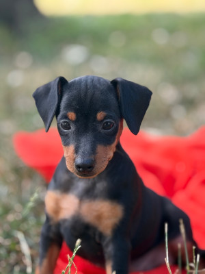 Chiot N°2