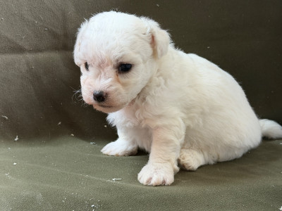 Chiot N°4