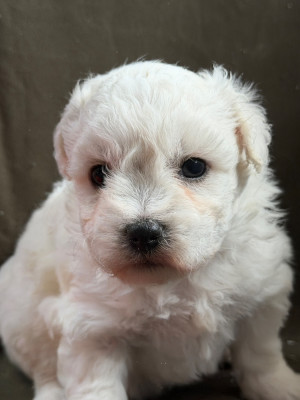 Chiot N°5