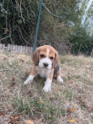 Chiot N°2