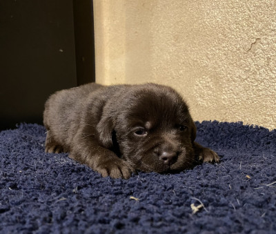 Chiot N°1