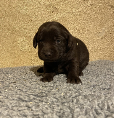 Chiot N°4
