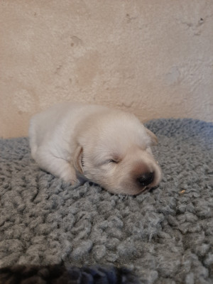 Chiot N°5