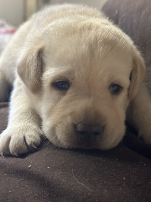 Chiot N°7