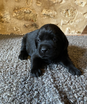 Chiot N°8