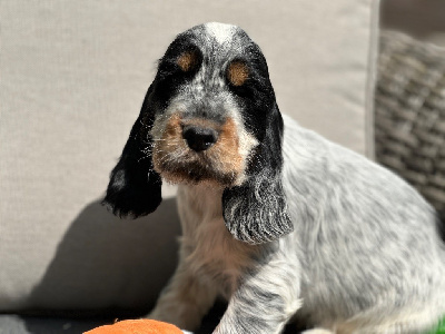CHIOT 1