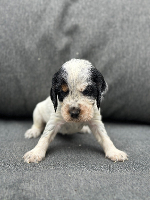 CHIOT 4