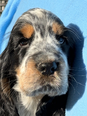 CHIOT 3