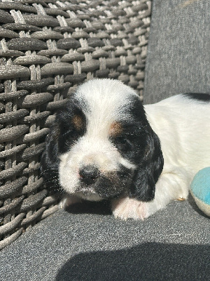 CHIOT 3