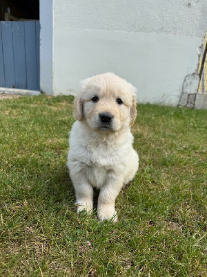 CHIOT 6