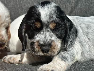 CHIOT 7