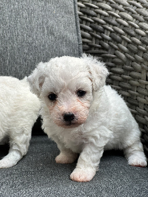 CHIOT 3