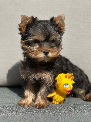 CHIOT 2