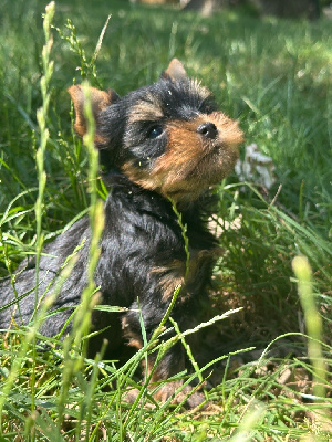 CHIOT 2