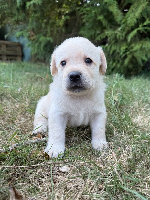 CHIOT 3