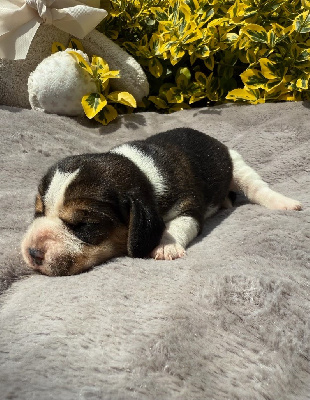 CHIOT 4