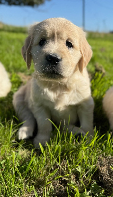 CHIOT 7