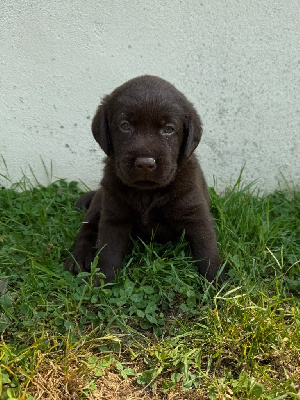 CHIOT 6