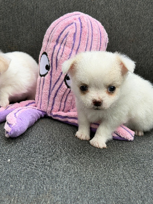 CHIOT 3