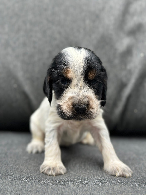 CHIOT 5