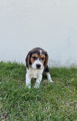 CHIOT 4