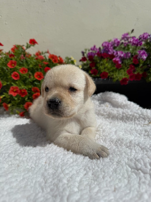 CHIOT 3
