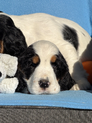 CHIOT 5