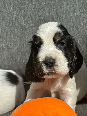 CHIOT 2