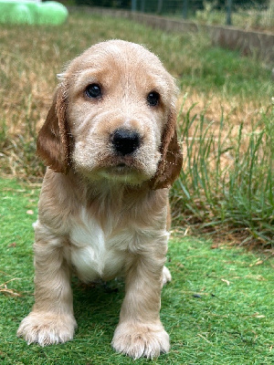 CHIOT 4