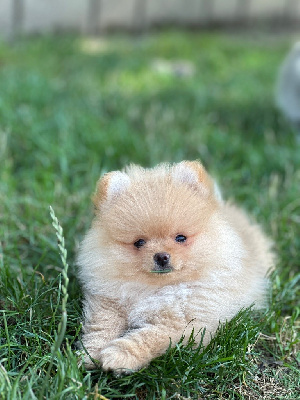 CHIOT 2