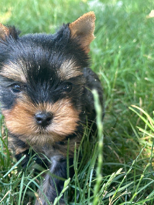 CHIOT 3