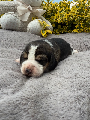 CHIOT 6