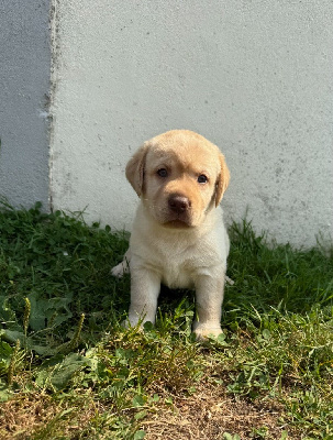 CHIOT 7