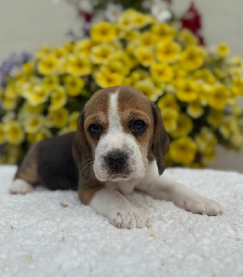 CHIOT 7