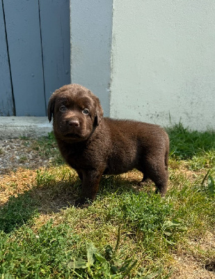 CHIOT 2