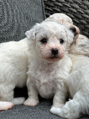 CHIOT 2