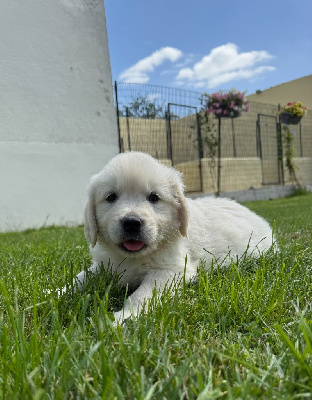 CHIOT 6