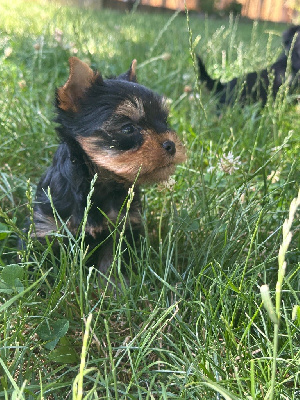 CHIOT 4