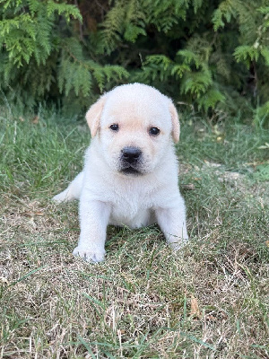 CHIOT 9