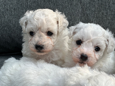 CHIOT 4