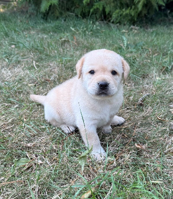 CHIOT 2