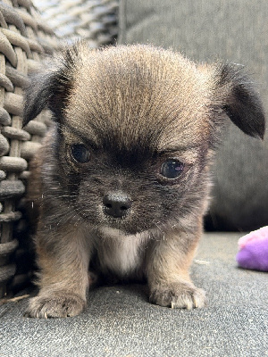 CHIOT 2