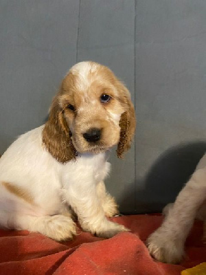 CHIOT 10